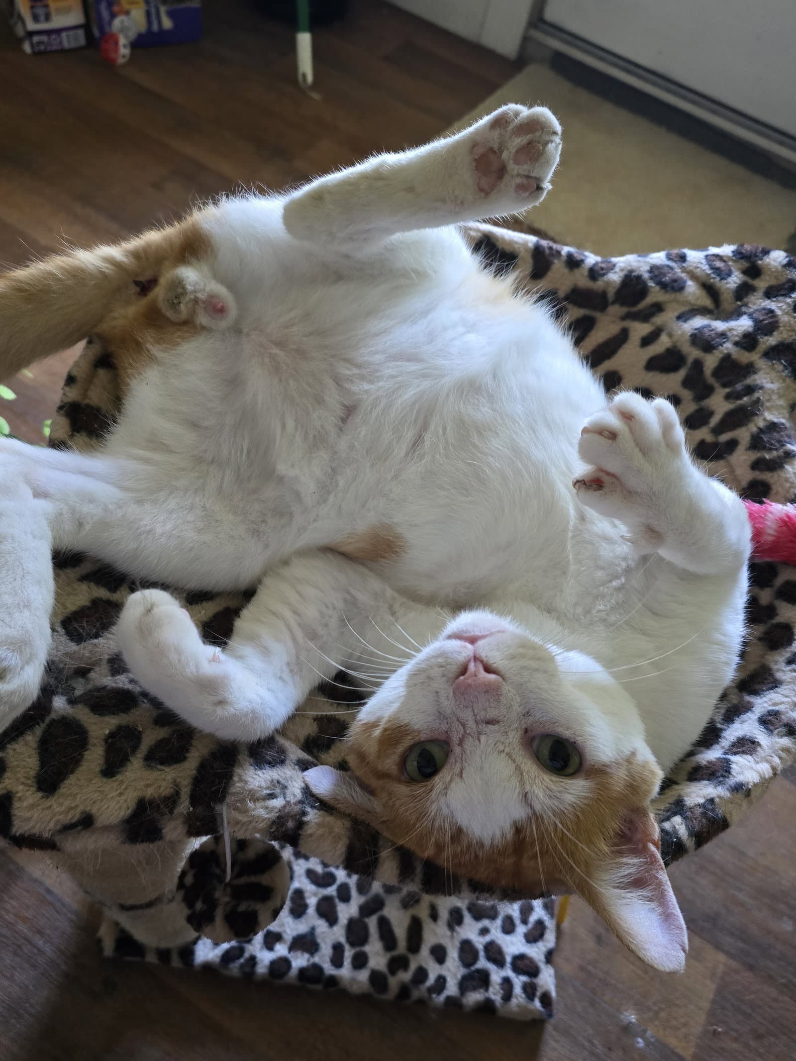 Daniel - Domestic Medium Hair