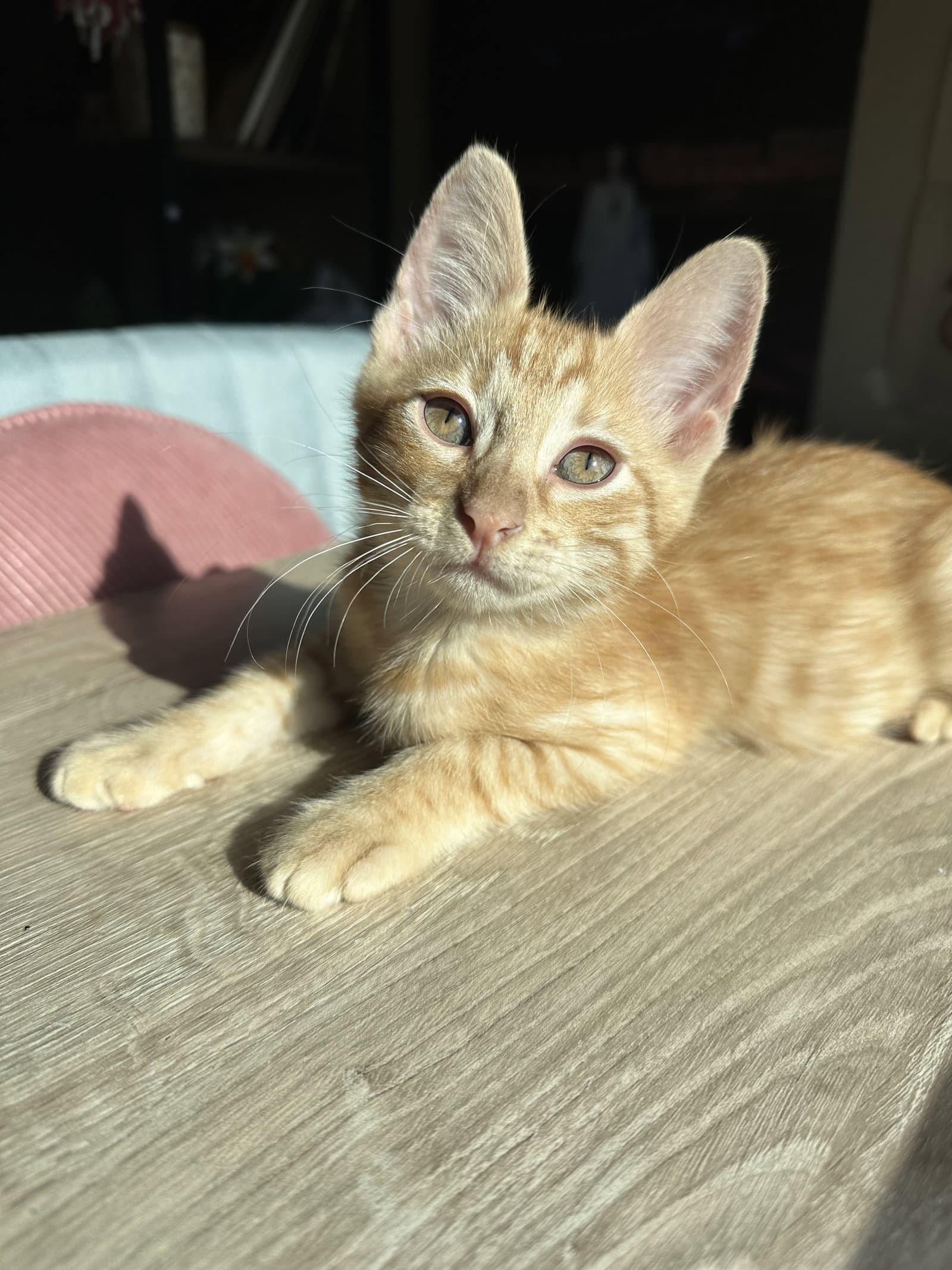 Ronaldo - Domestic Short Hair