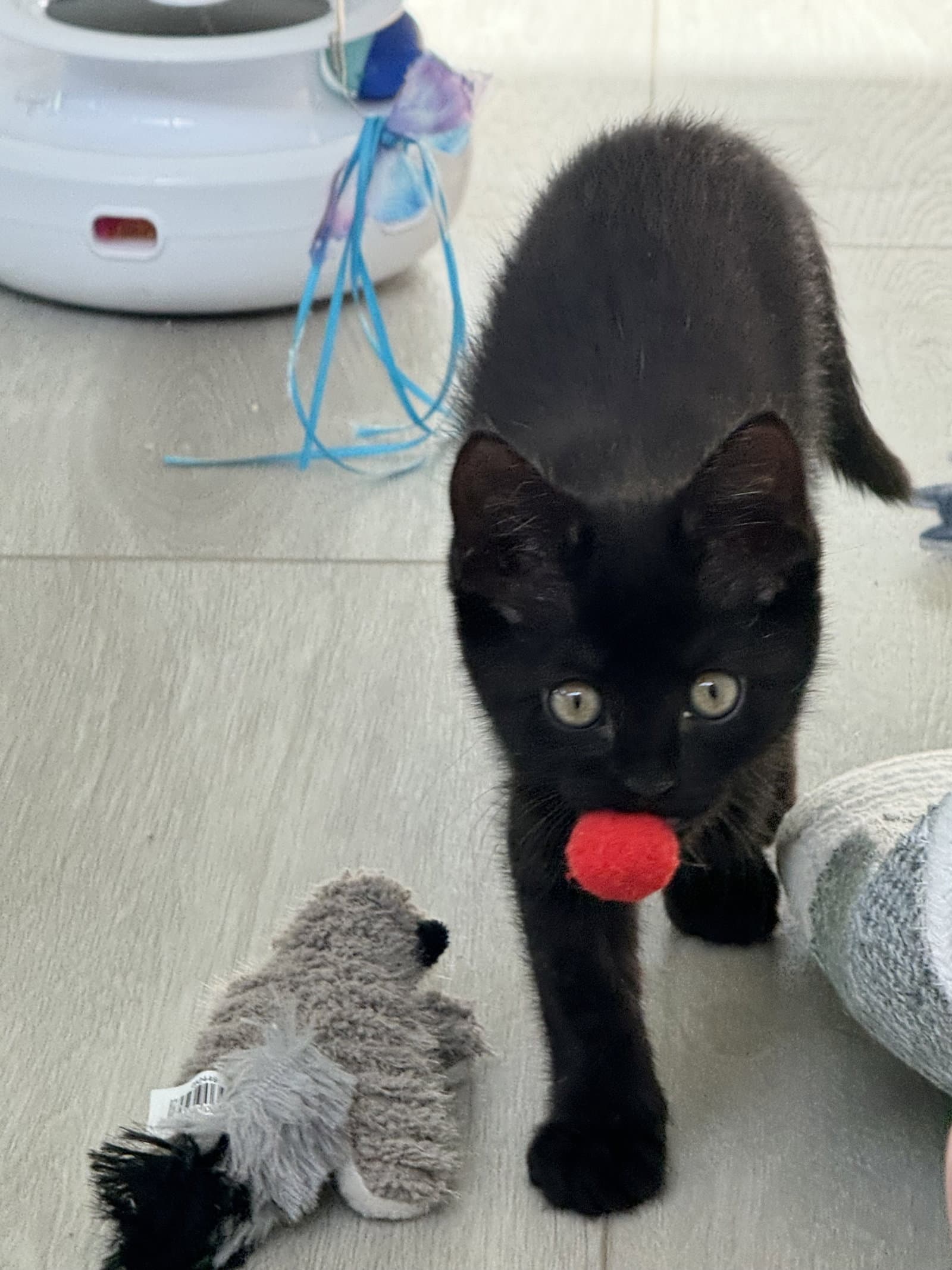 Luna Stone - Domestic Medium Hair