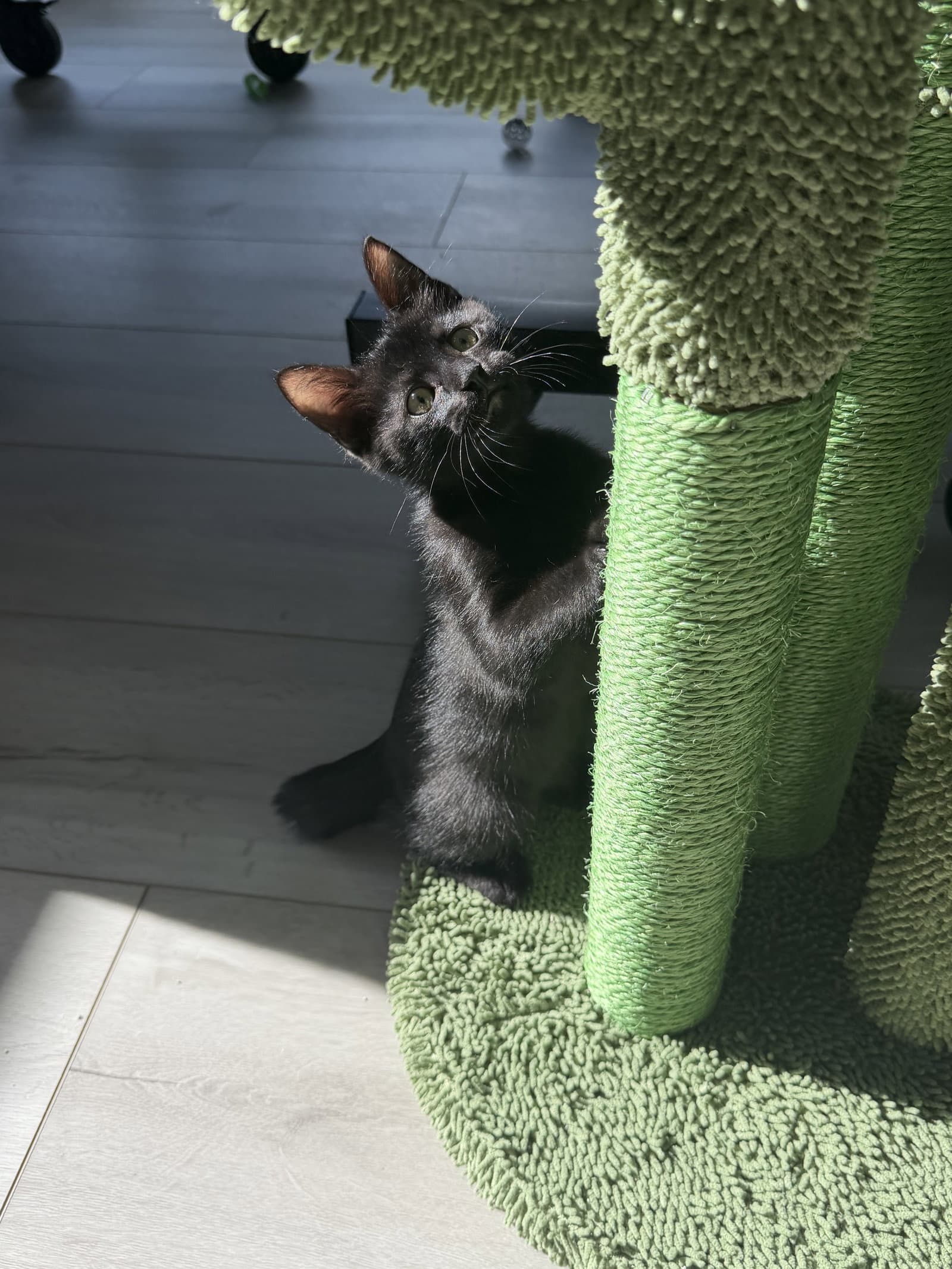 Lucky Stone - Domestic Medium Hair