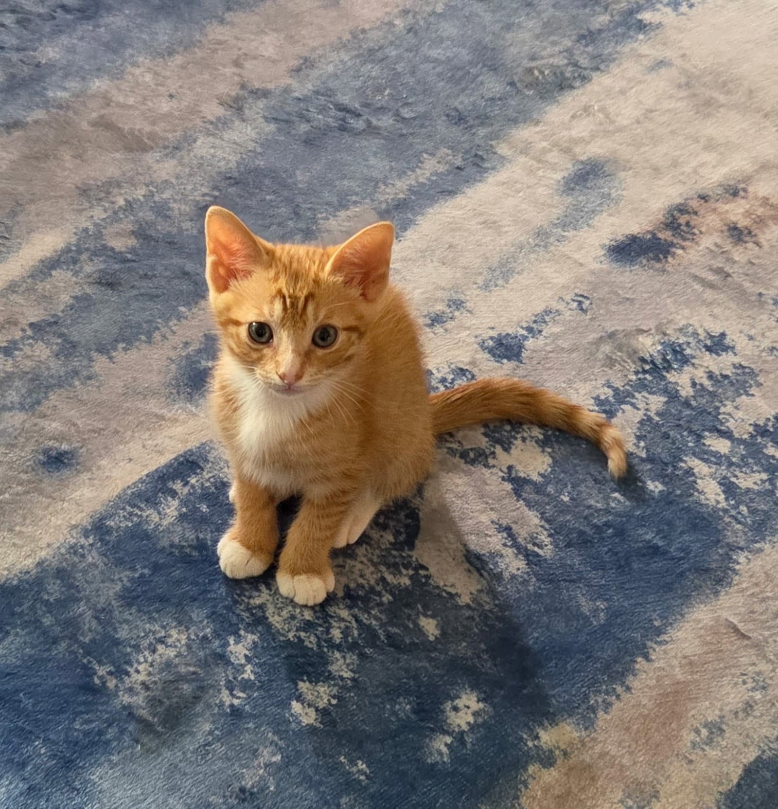 Logan C - Domestic Short Hair