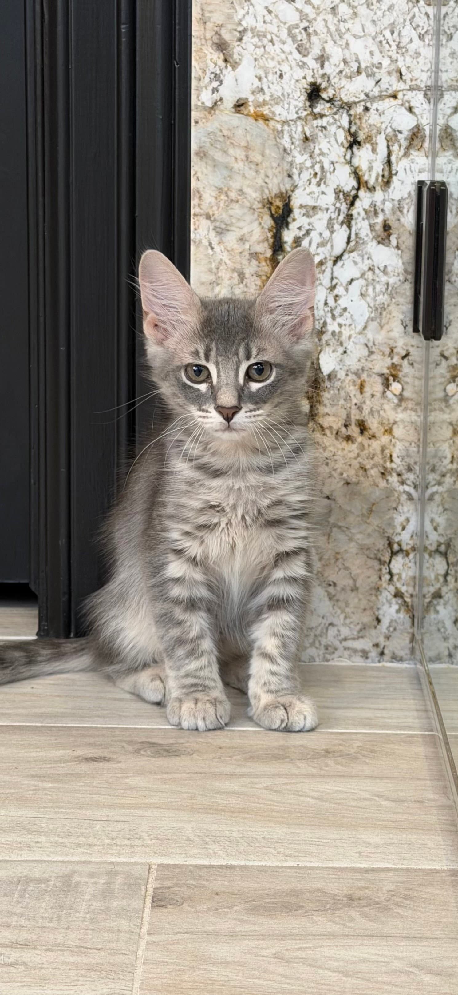 Curlin - Domestic Medium Hair