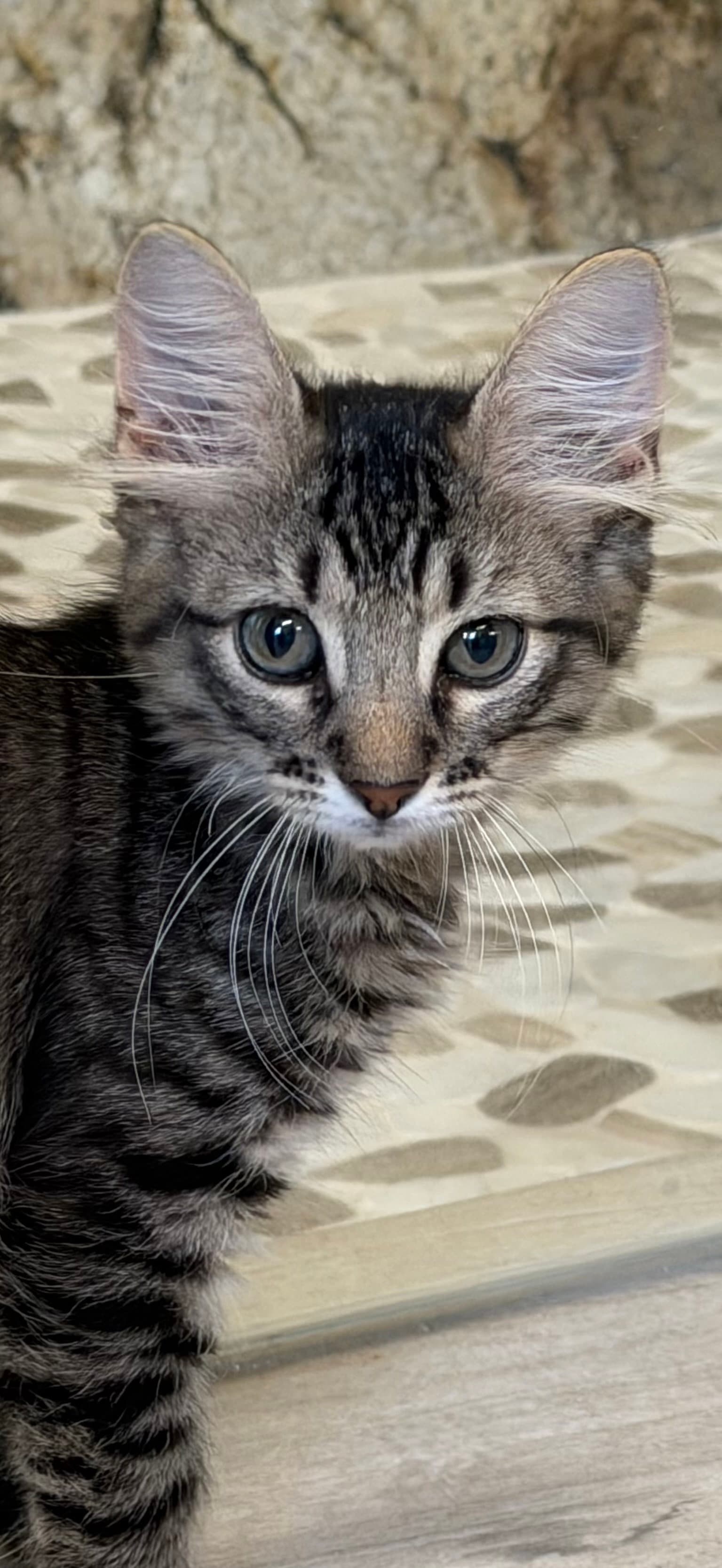 Tapit - Domestic Medium Hair