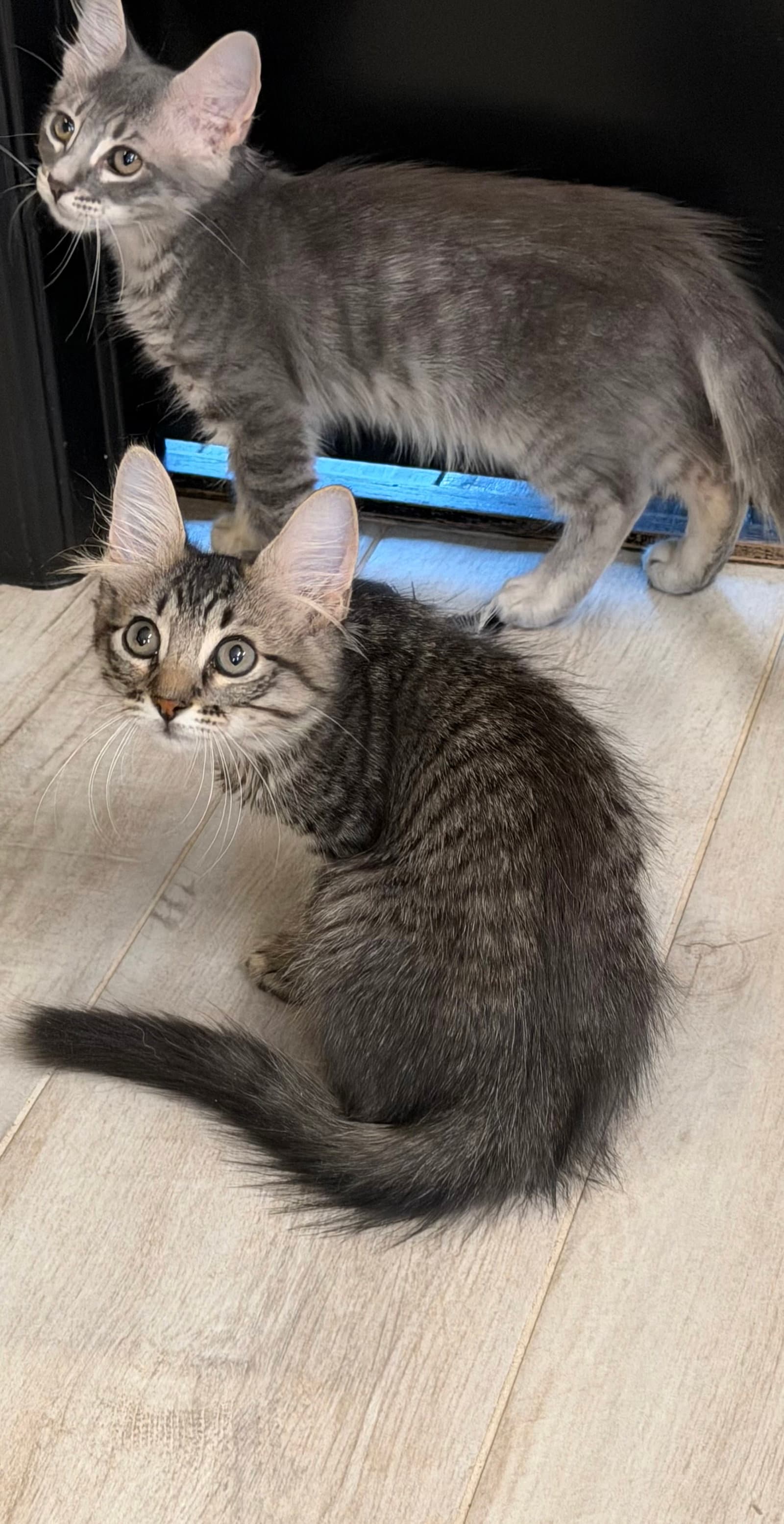 Ruffian - Domestic Medium Hair