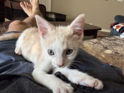 Ziggy W image 2