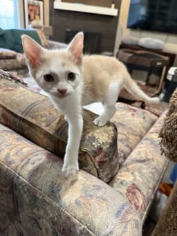 Ziggy W image 1