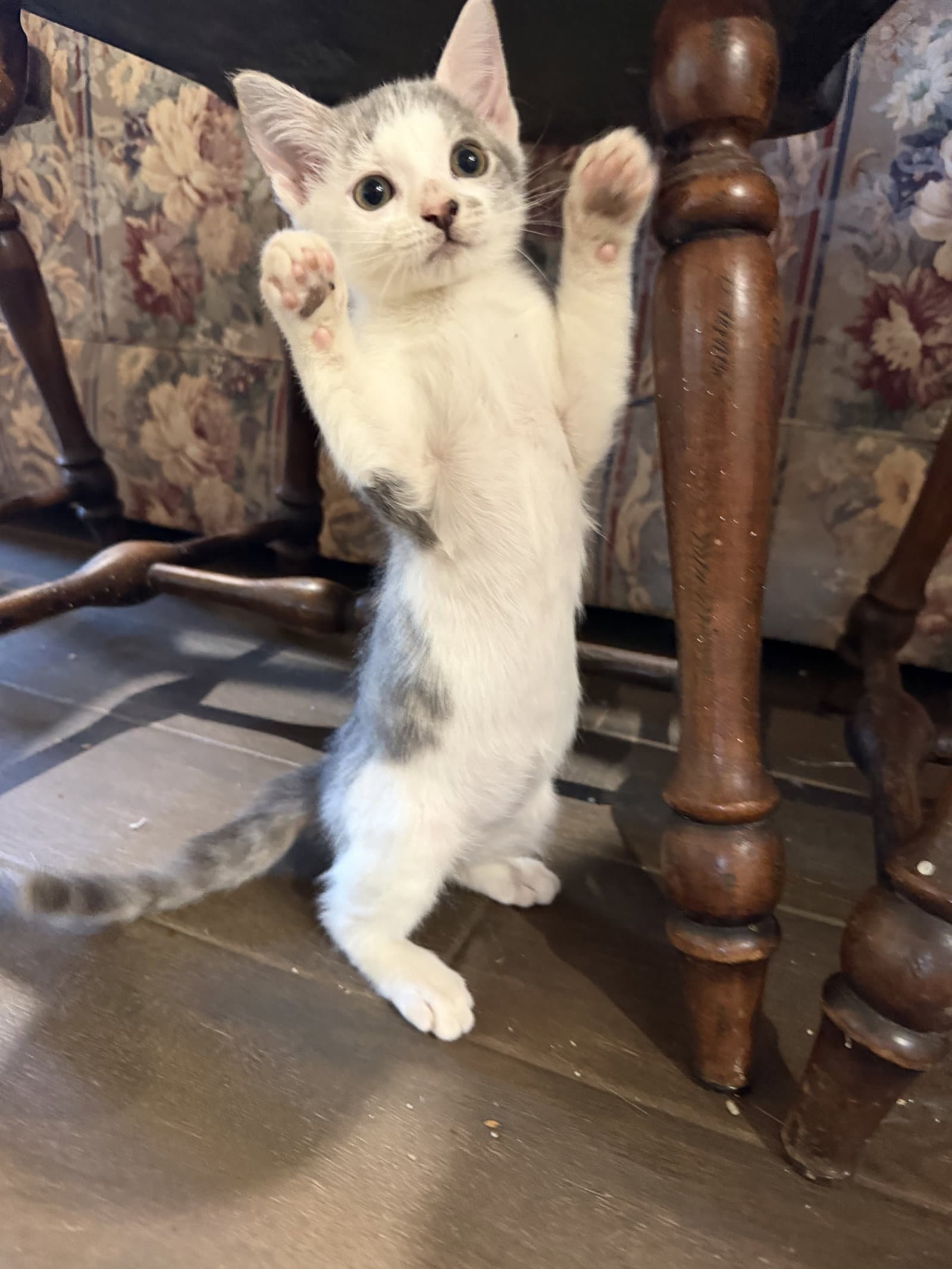 Zipper - Domestic Short Hair