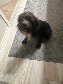 Luca image 4