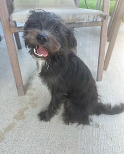 Luca image 1