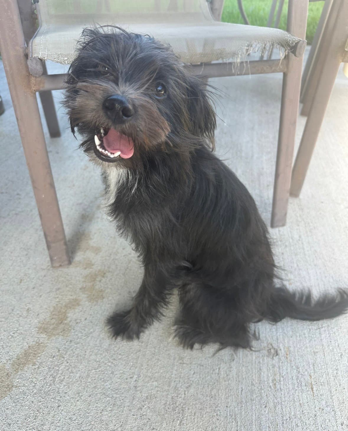 Luca - Terrier