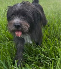 Luca image 2
