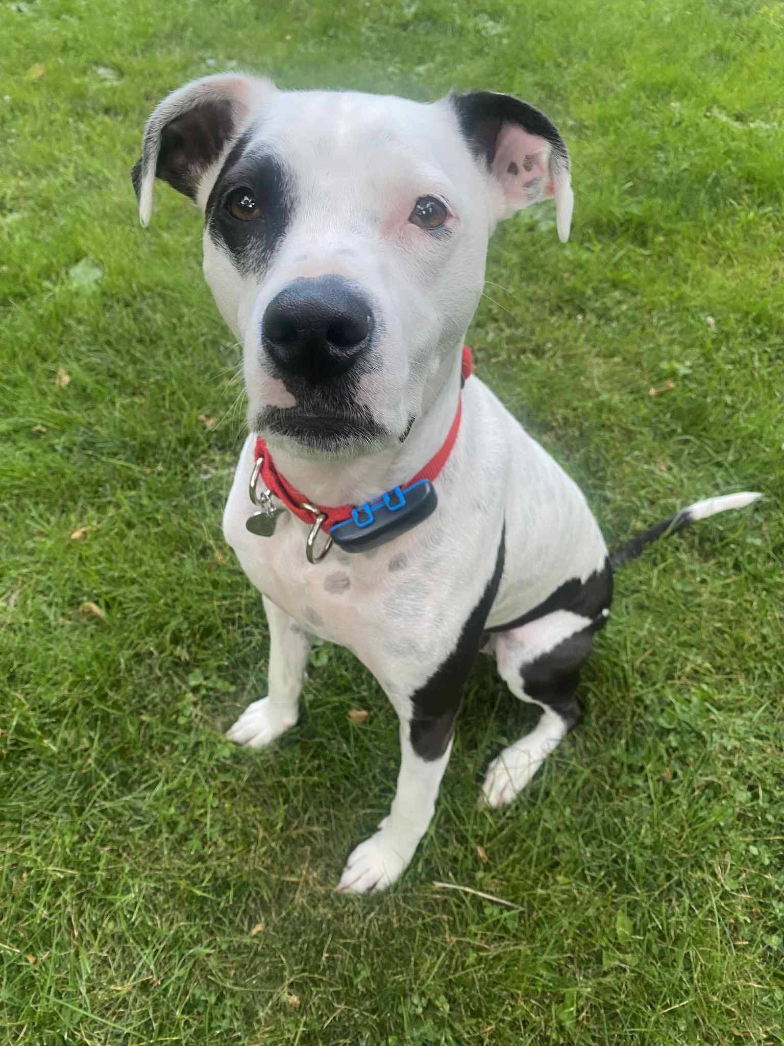 Fray - Pit Bull Terrier