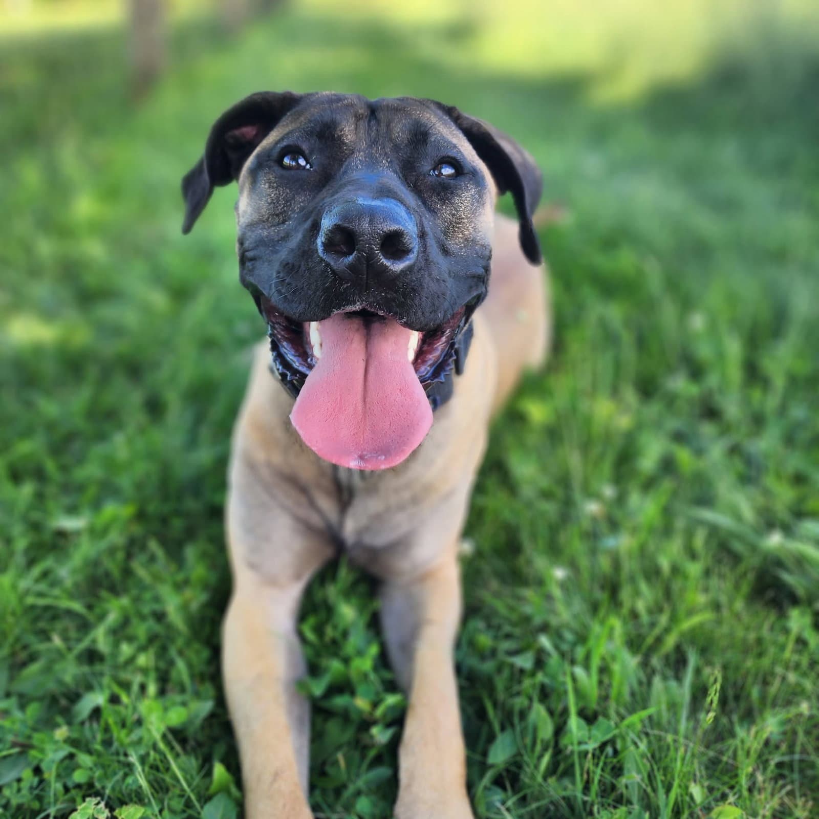 Garcia - Mastiff