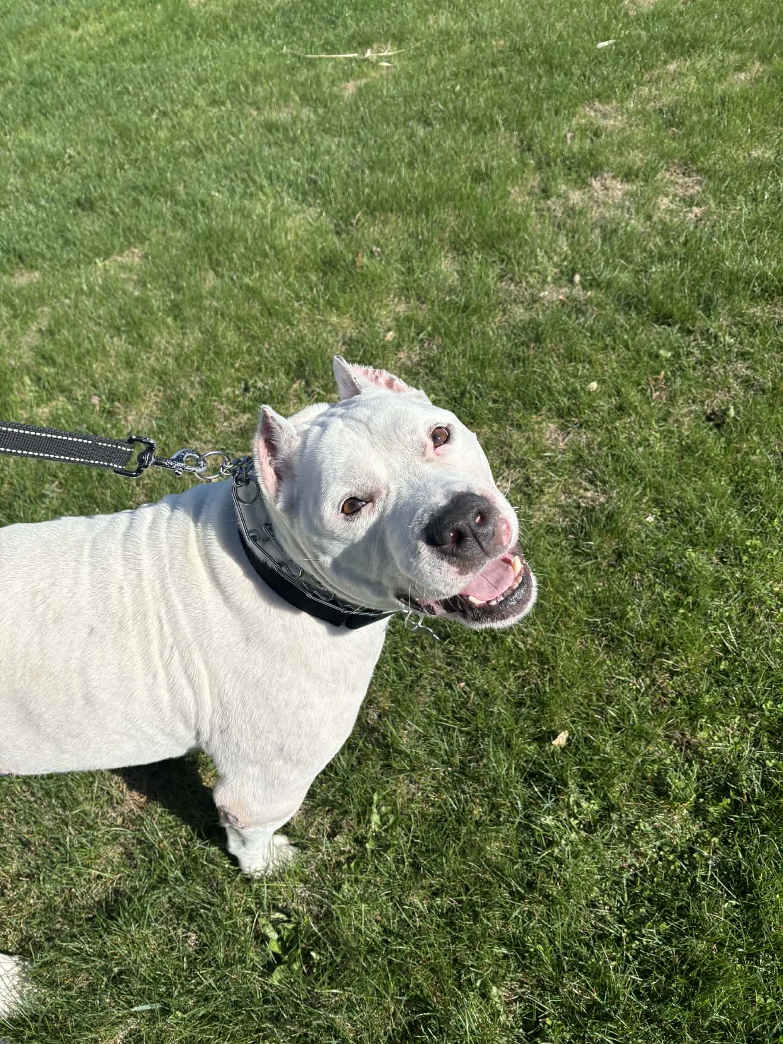 Picasso - Pit Bull Terrier