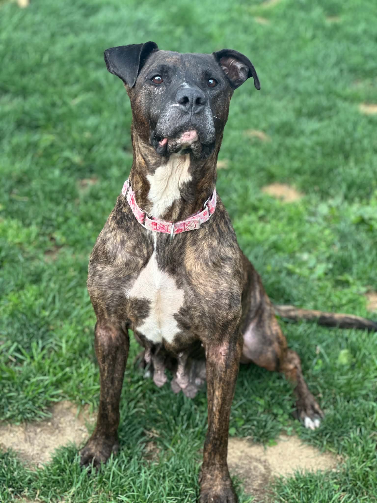 Viva - Pit Bull Terrier