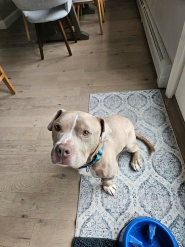 Moose - Pit Bull Terrier