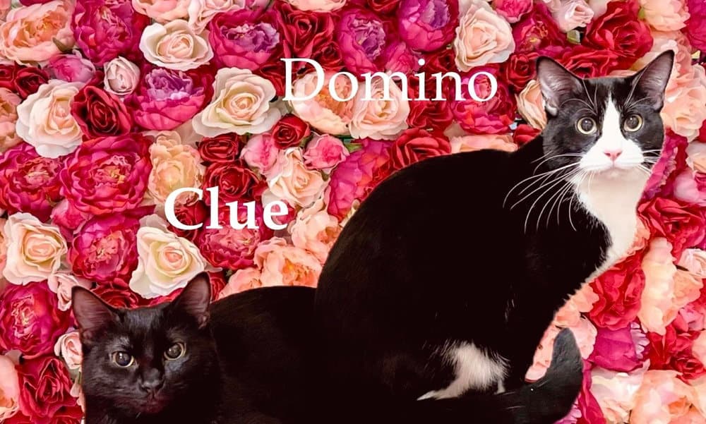 Domino - Domestic Short Hair