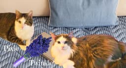 Twinkle image 1