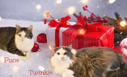 Twinkle image 2