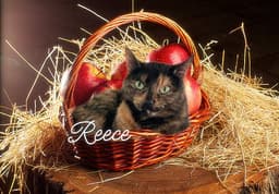 Reece image 1