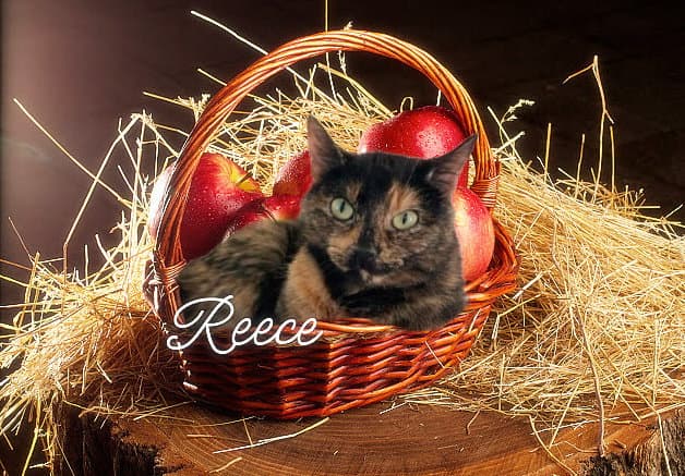 Reece - Domestic Short Hair