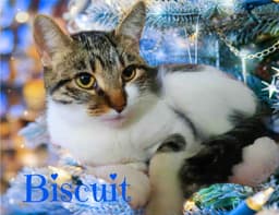 Biscuit image 1