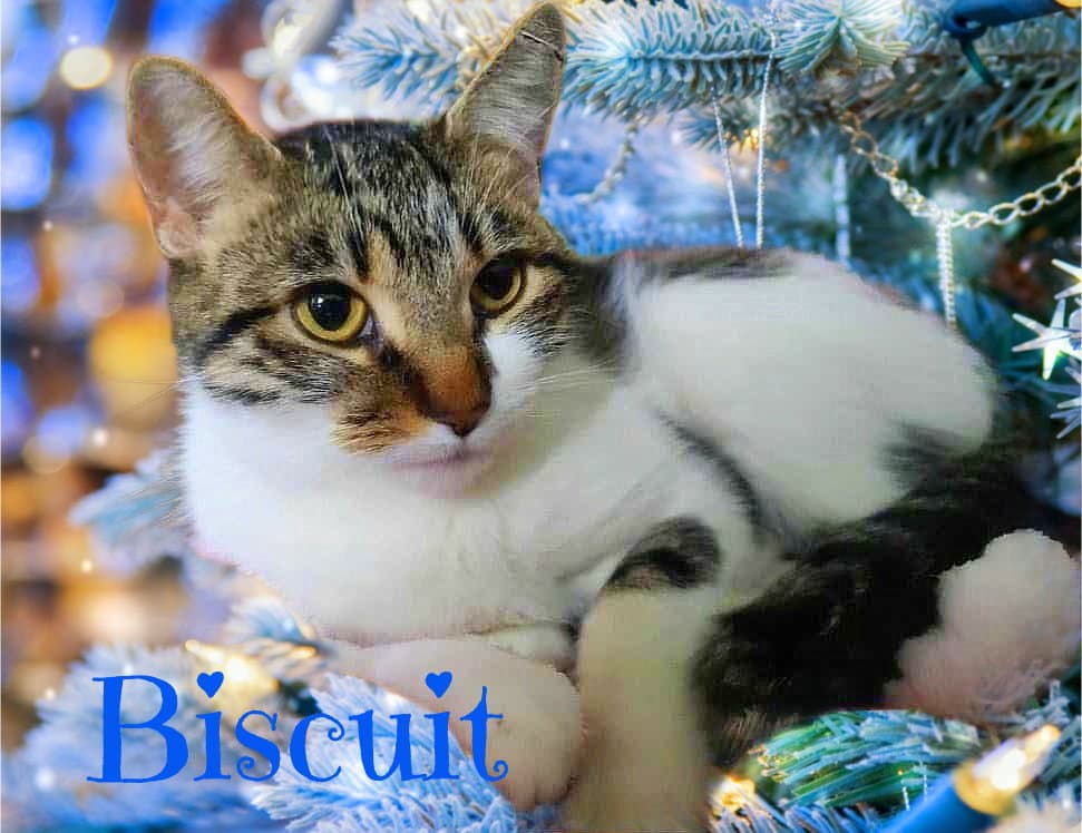 Biscuit - Domestic Short Hair
