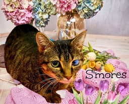 S'mores image 1