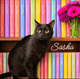 Sasha image 1
