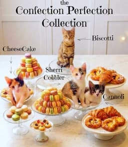 Biscotti Kitten image 1