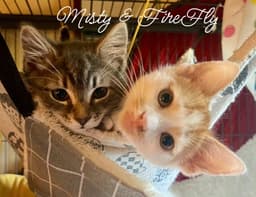 Misty Kitten image 1