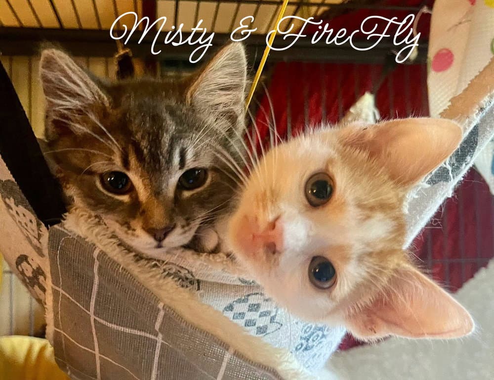 Misty Kitten - Domestic Short Hair