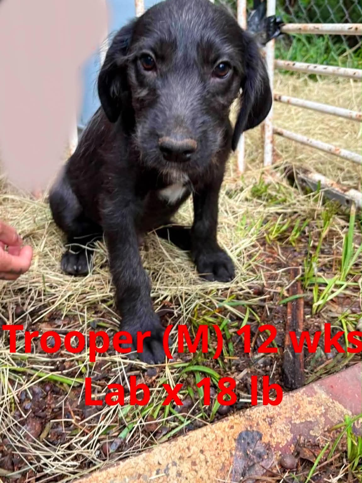 Trooper - Labrador Retriever