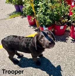 Trooper image 4