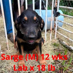 Sarge image 1