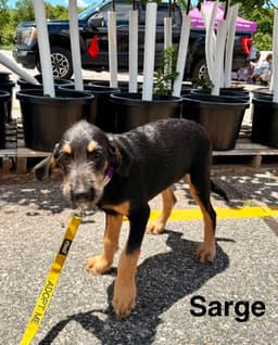 Sarge image 2
