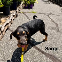 Sarge image 4
