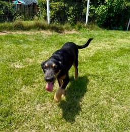 Sarge image 3