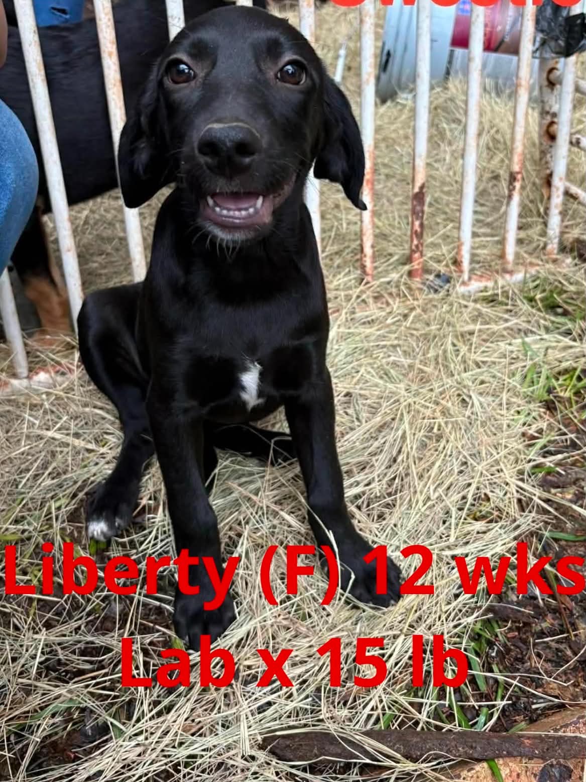 Liberty - Labrador Retriever