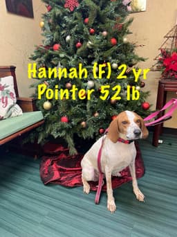 Hannah image 1
