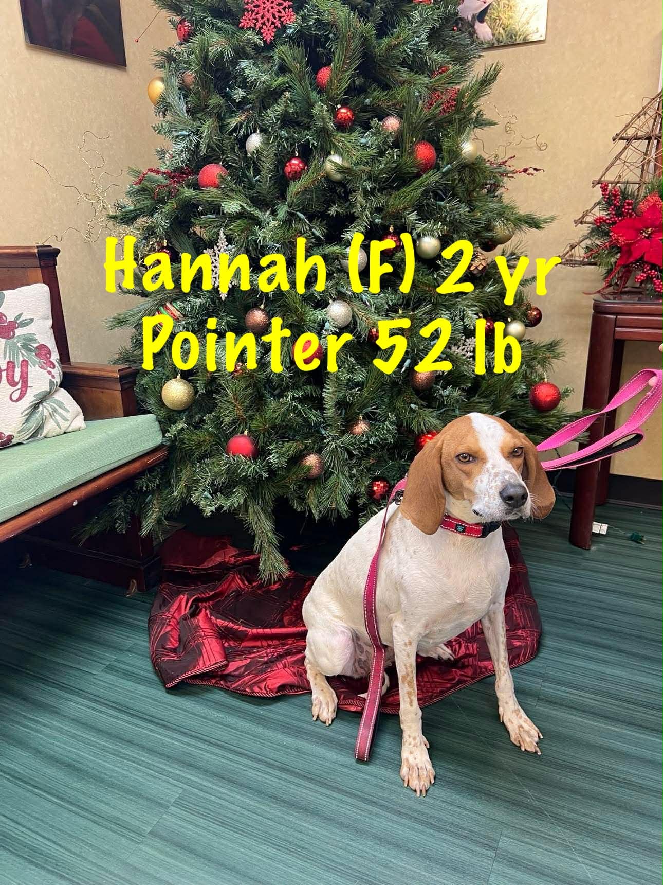 Hannah - Pointer