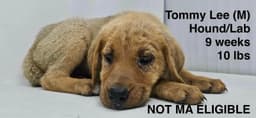 Tommy Lee image 1