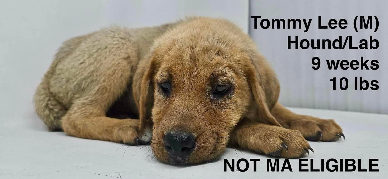 Tommy Lee - Redbone Coonhound