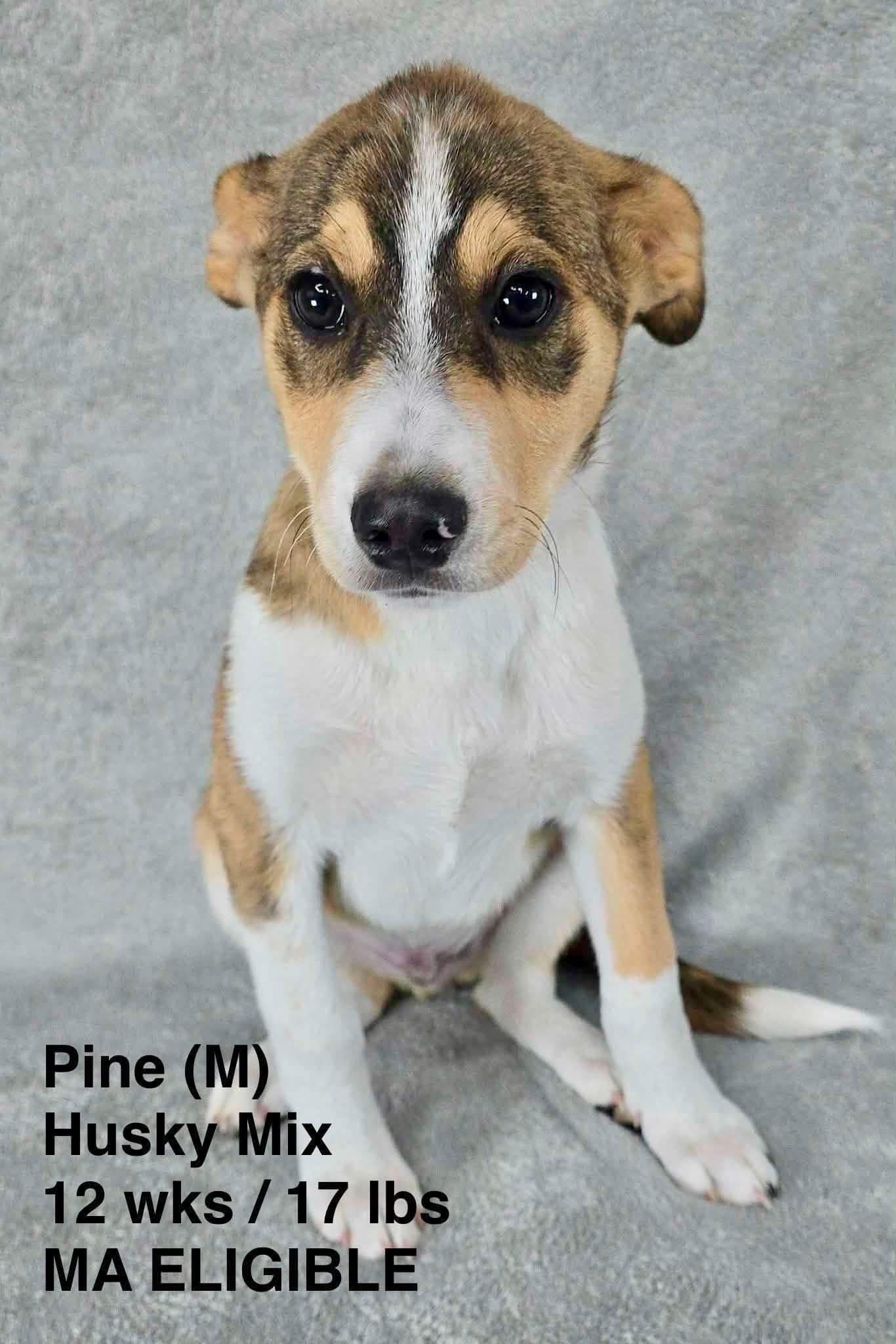 Pine - Husky
