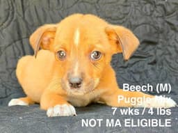 Beech image 1