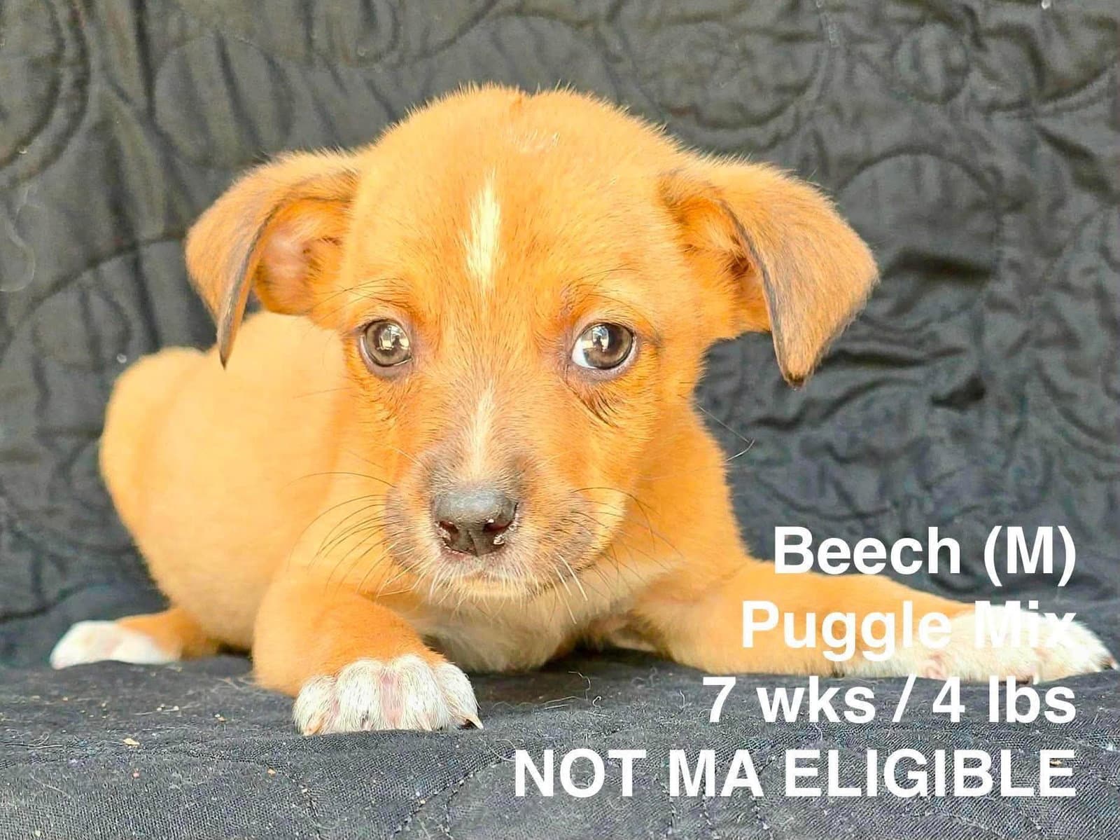 Beech - Pug
