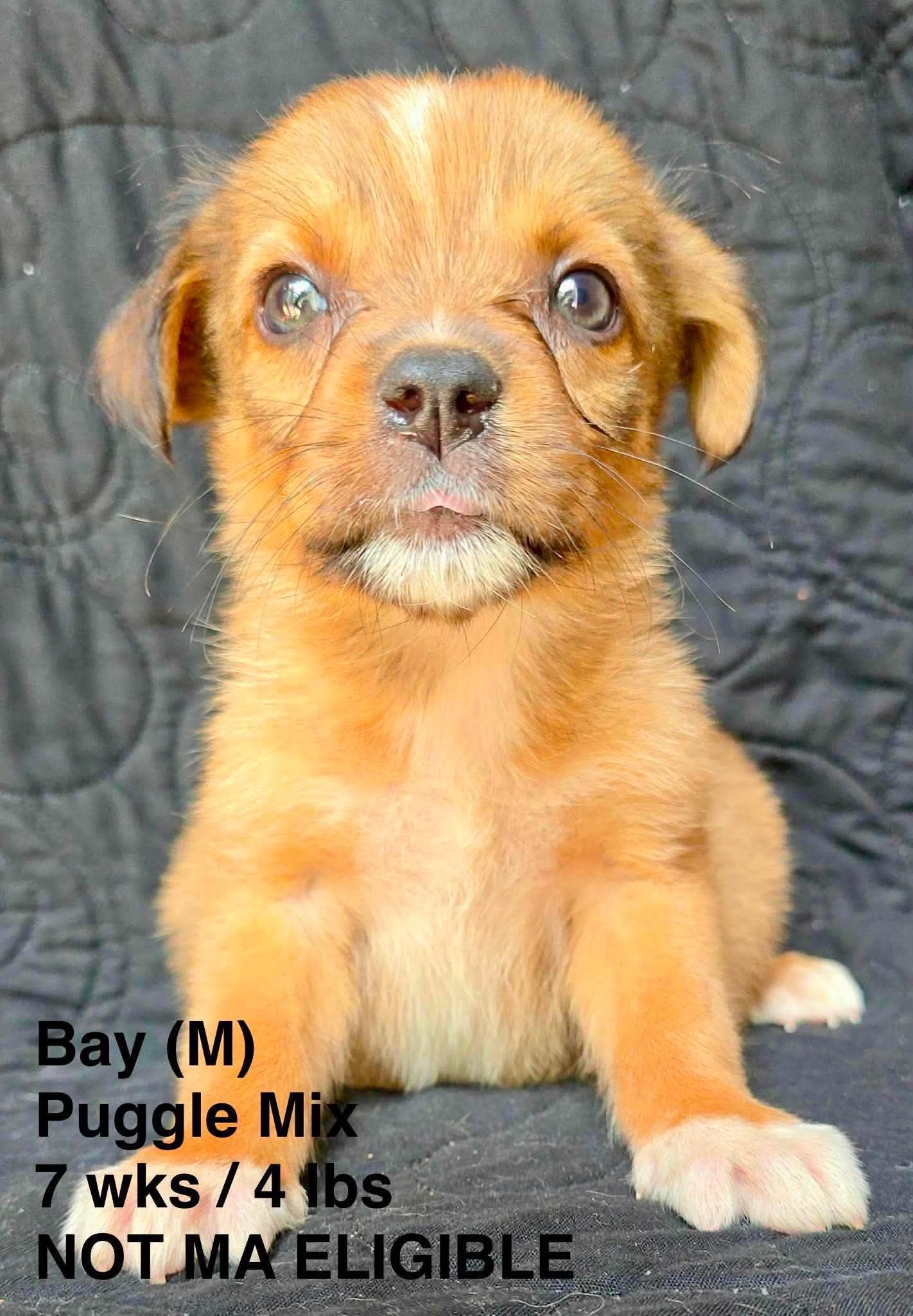 Bay - Pug