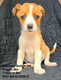 Bachelor Button image 1