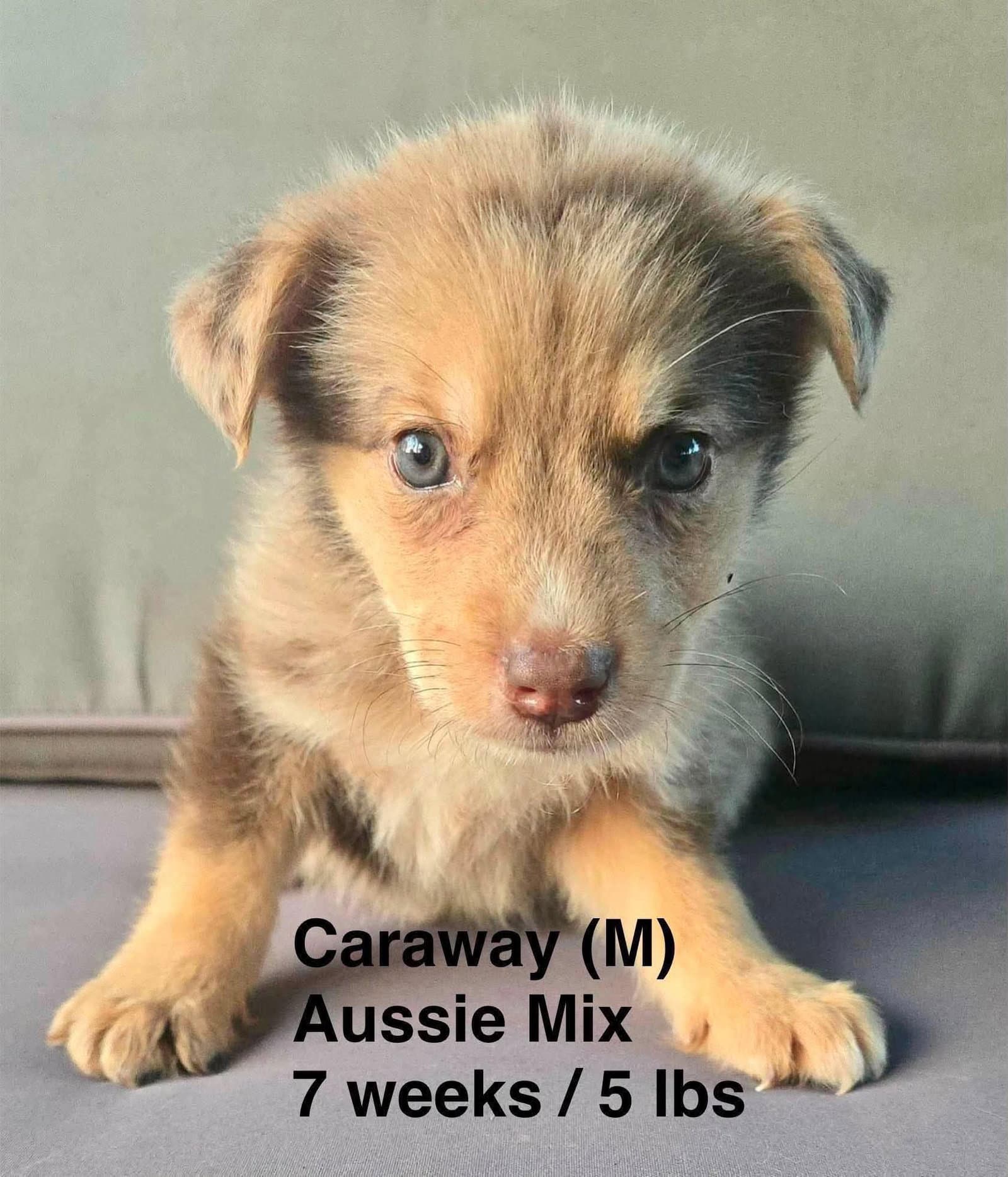 Caraway - Australian Shepherd