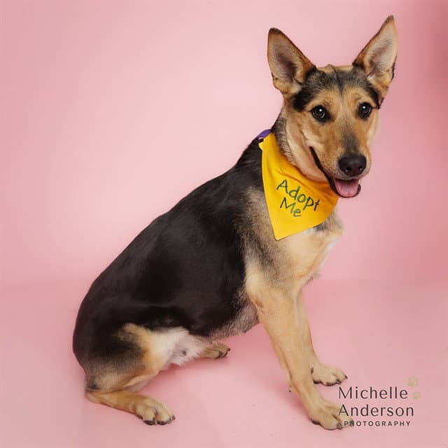Thalia - German Shepherd Dog